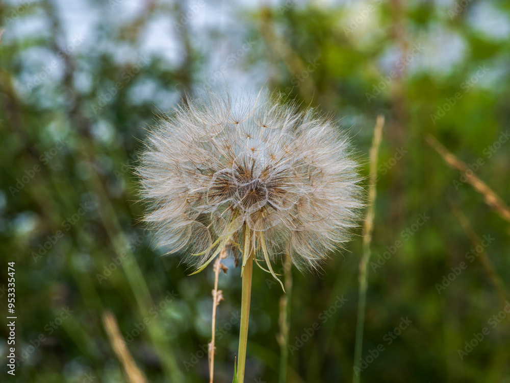 Naklejka premium dandelion head