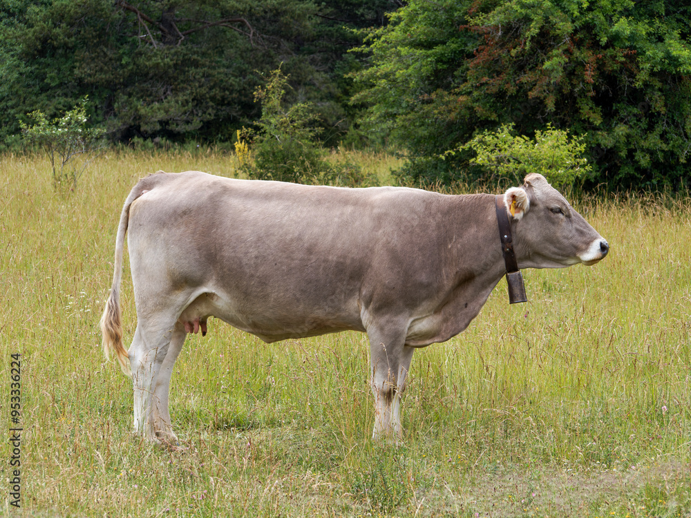 Fototapeta premium cows in a meadow