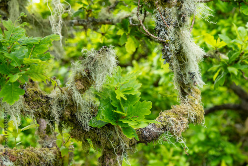 Photos Close up of a moss-covered branches of a tree in Wistman's Wood, an ancient temp