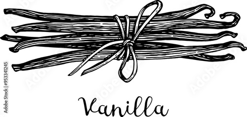 Vanilla spice ink sketch