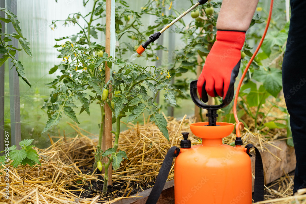 Fototapeta premium treatment of tomato plants from harmful precipitation in the form of dew and from pests and gray rot, wireworm and Colorado potato beetle, plant protection with a sprayer