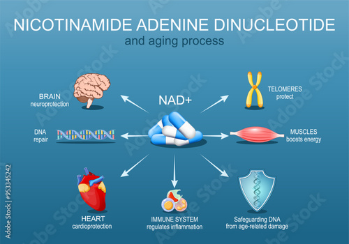 NAD. and Aging process. Anti-Aging therapy