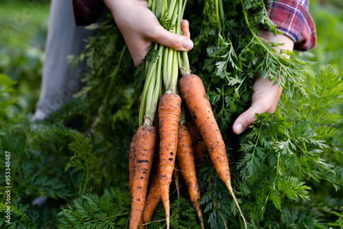 A good harvest of carrots in women's hands close-up, organic vegetables from the garden