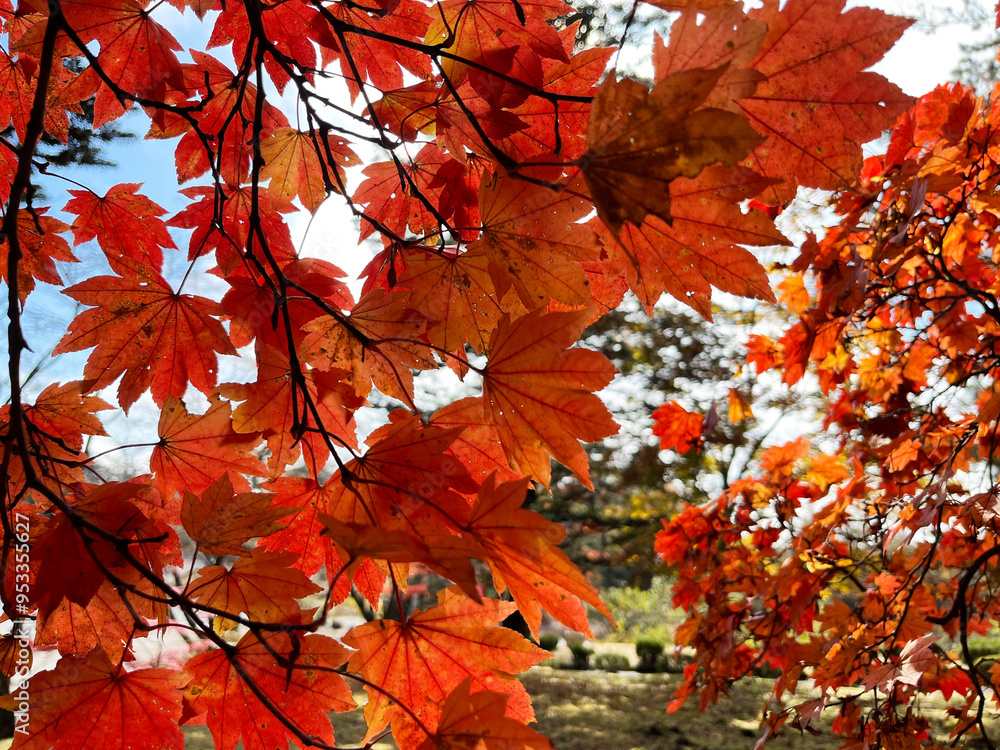 真っ赤に紅葉した木