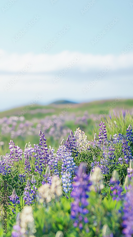 Obraz premium A Field of Dreams: Vibrant Lupines Bloom Under a Soft, Blue Sky
