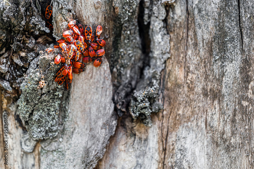 red bugs sit on the bark of a tree. soldier bug on a tree trunk. red bug infestation. place for inscription photo