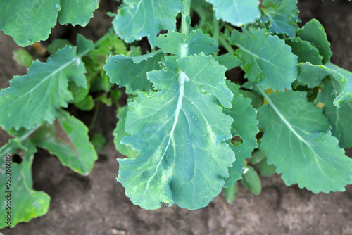 Oilseed rape leaves damaged by undetermined agent, phytotoxicity, pathogenic bacteria or viruses. photo