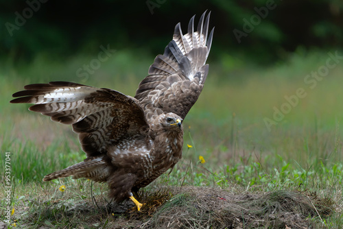 Common Buzzard (Buteo buteo) searching for food in the forest of Noord Brabant in the Netherlands. 