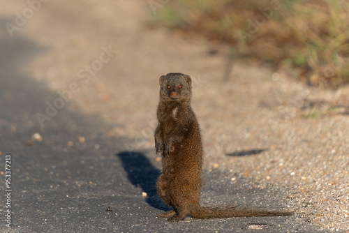 Common dwarf mongoose (Helogale parvula) searching for food in the Kruger National Park in South Africa 