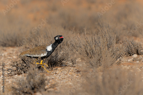 Northern black korhaan (Afrotis afraoides), also known as the white-quilled bustard, searching for food in the Kalahari Desert in the Kgalagadi Transfrontier Park in South Africa photo