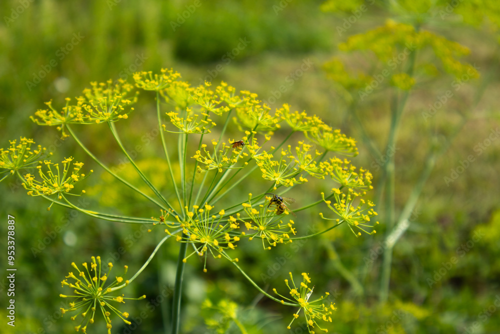 Green dill and bee, dandelion in the garden Green dill and bee, dandelion in the garden