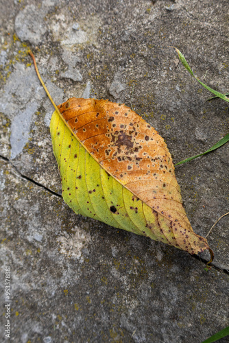 Leaf on concrete, autumn leaf on the ground