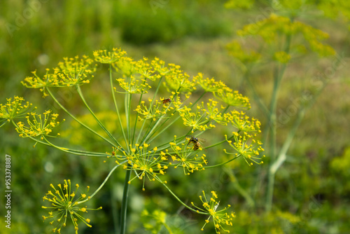 Green dill and bee, dandelion in the garden