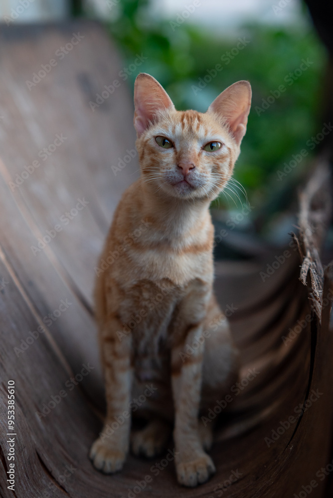 A cat is sitting on a wooden plank A cat is sitting on a wooden plank