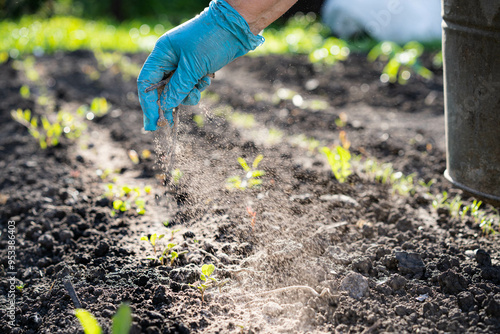 a woman's hand sprinkles ash on a small radish sprout, crop protection from midges and fertilizer for the crop, ash for plants