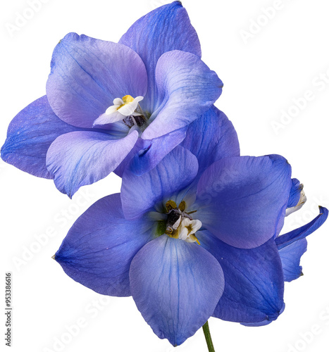 Beautiful blue flower with delicate petals, symbolizing tranquility and elegance in nature.