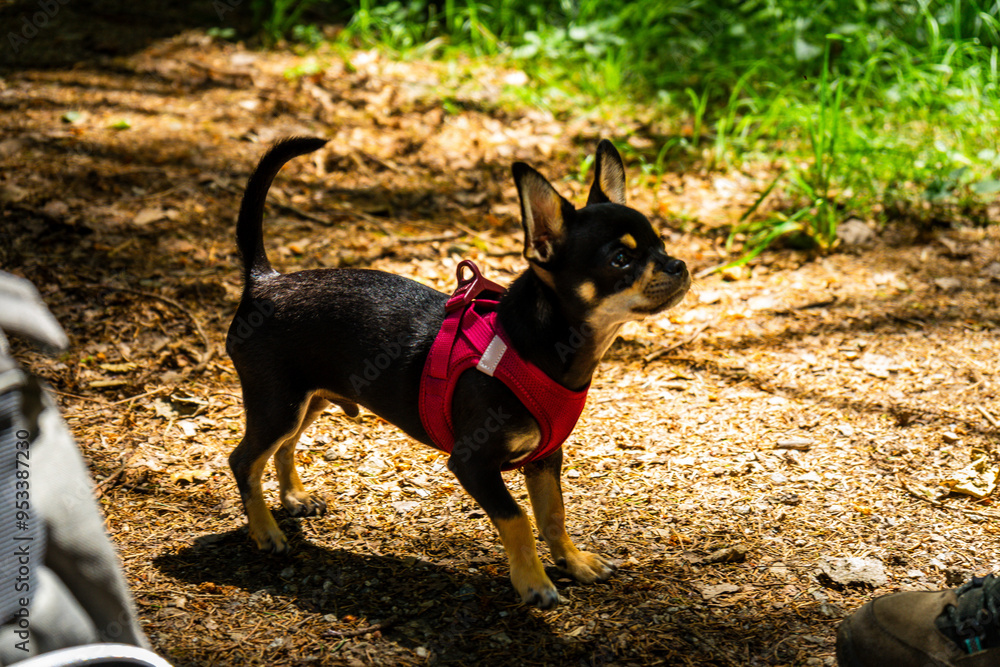 Diego the Chihuahua Hiking First Time ILZ 2024 Diego the Chihuahua Hiking First Time ILZ 2024