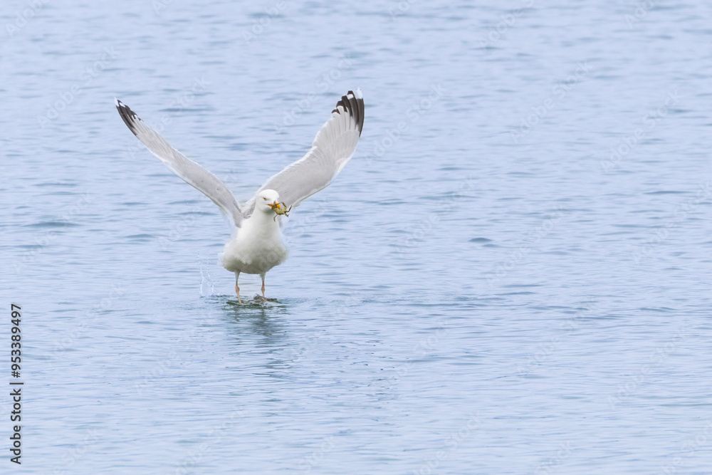 Herring Gull Larus argentatus in close view on Normandy coasts Herring Gull Larus argentatus in close view on Normandy coasts