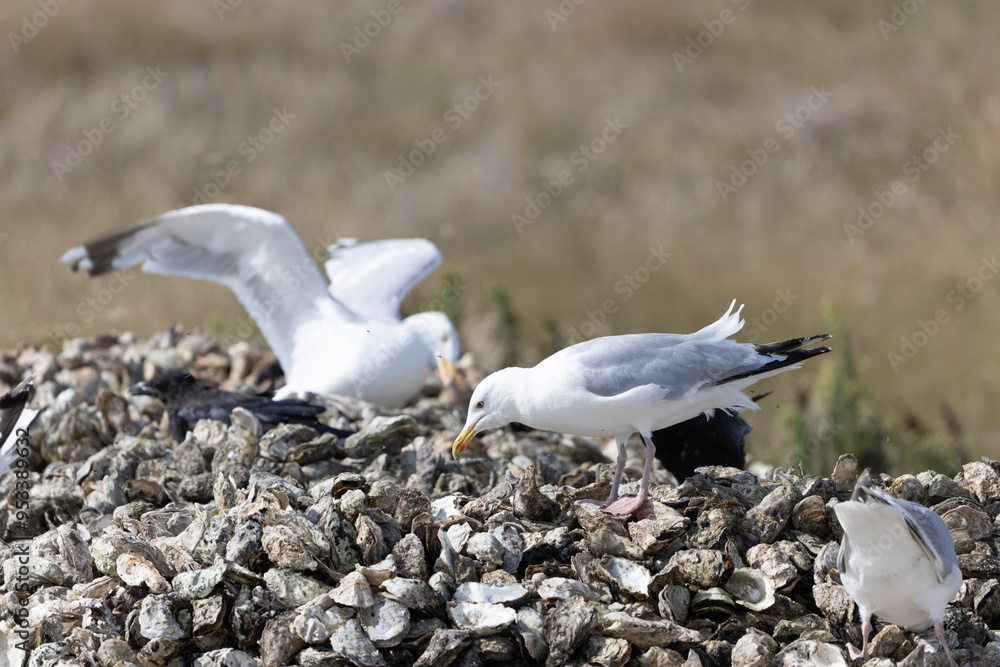 Fototapeta premium Herring Gull Larus argentatus in close view on Normandy coasts