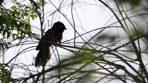 A largely grayish-brown European bird (Cuculus canorus) that is a parasite given to laying its eggs in the nests of other birds which hatch them and rear the offspring. broadly.

