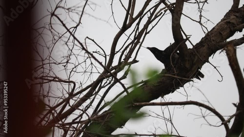 Asian birds in the natural habitats. Various birds collection.

