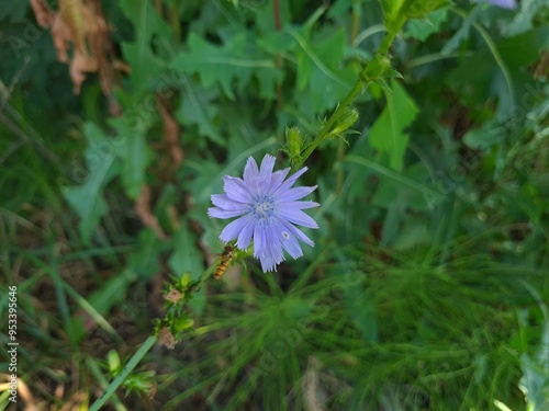 Cornflower Flower in a Meadow: A Beautiful Blue Bloom
 photo