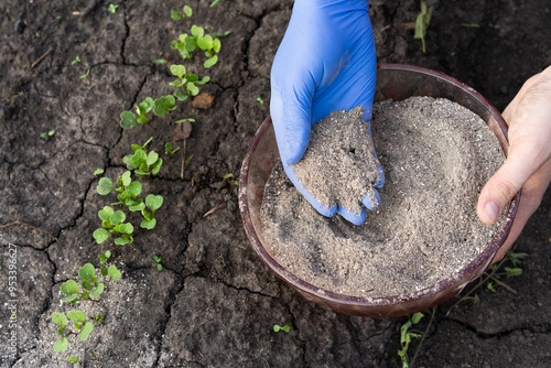 a woman's hand sprinkles ash on a small arugula sprout, crop protection from pests and fertilizer for the crop, ash for plants, blurring