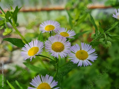 Erigeron Flower in a Meadow: A Delicate Natural Beauty
 photo