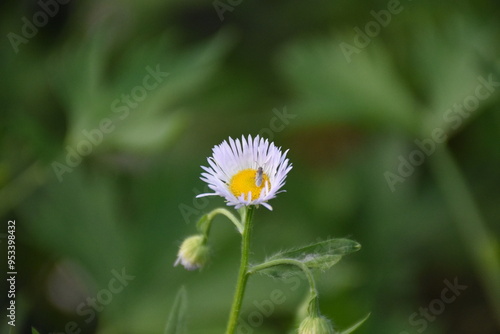 Erigeron Flower in a Meadow: A Delicate Natural Beauty
 photo