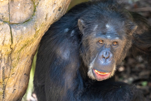 Monkey face