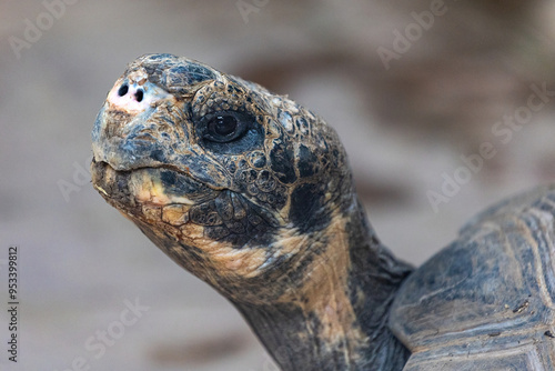 turtle face