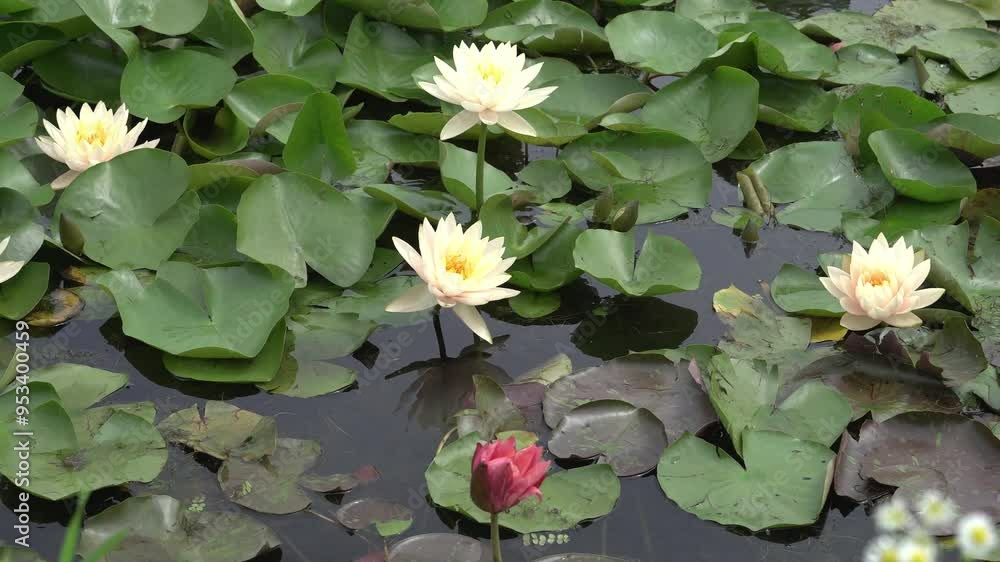 Flowers Blooming in Korean Wetlands Flowers Blooming in Korean Wetlands