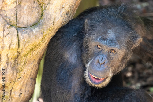 Monkey face