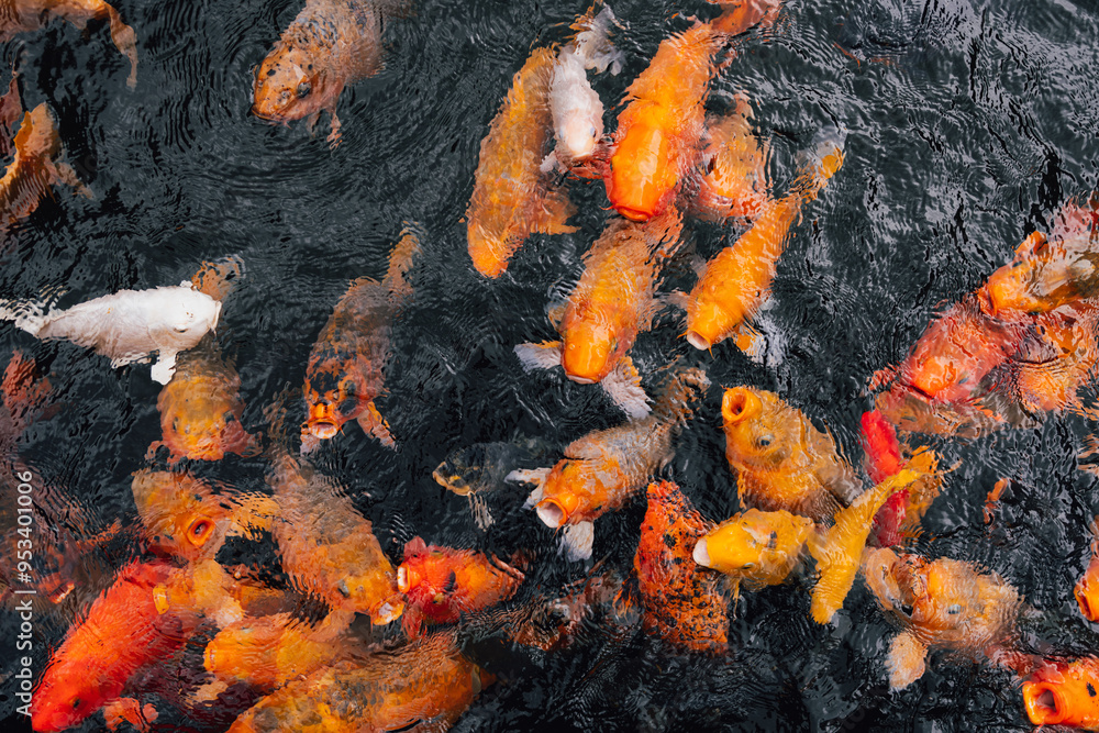Koi fish, Koi fish,