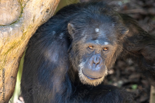 monkey face