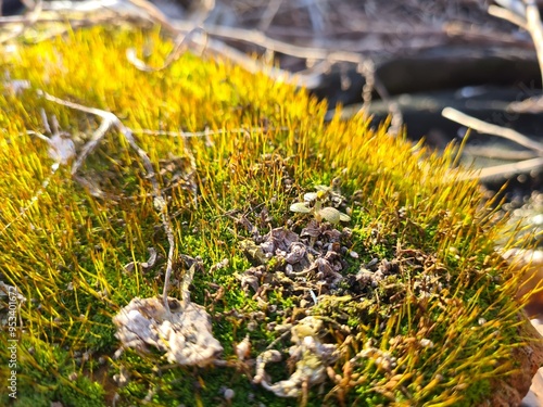 Moss and Lichen: A Close-Up of Nature’s Textured Beauty
 photo