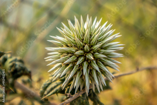 thistle flower in bloom