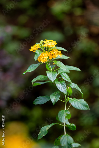 Beautiful Yellow Lantana  flower on branch
