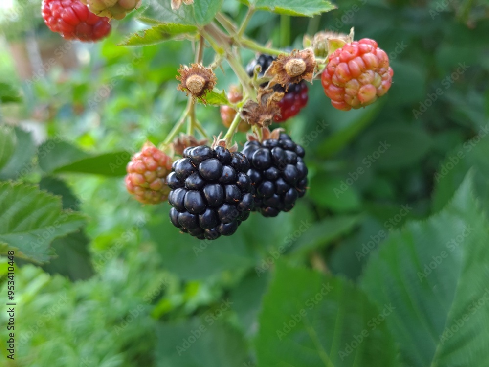 Fresh Blackberries: A Close-Up of Juicy Summer Berries
Fresh Blackberries: A Close-Up of Juicy Summer Berries