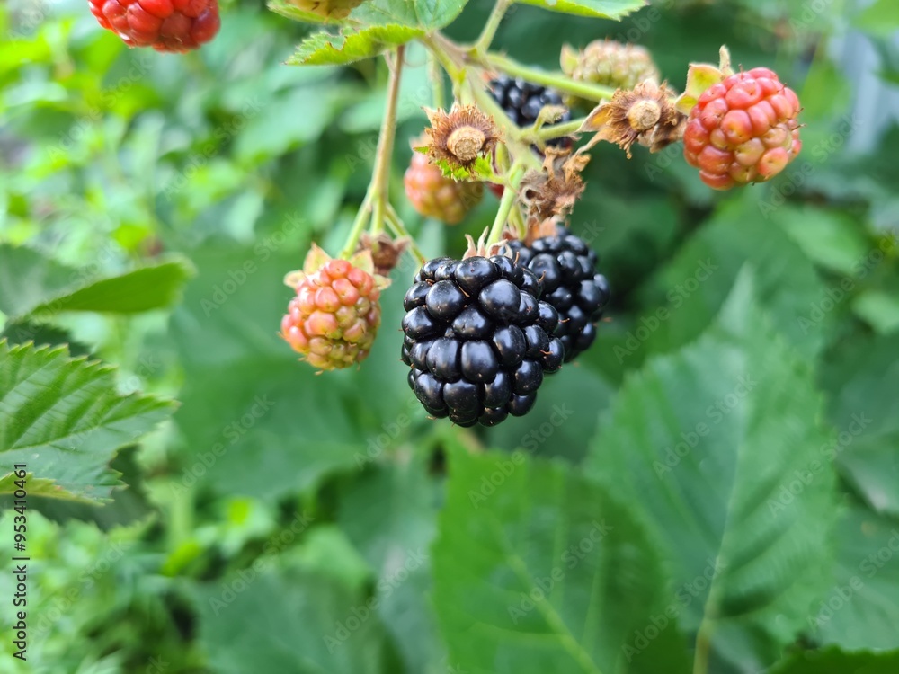 Fresh Blackberries: A Close-Up of Juicy Summer Berries
Fresh Blackberries: A Close-Up of Juicy Summer Berries