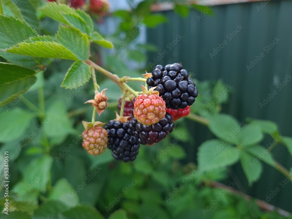 Fresh Blackberries: A Close-Up of Juicy Summer Berries
Fresh Blackberries: A Close-Up of Juicy Summer Berries