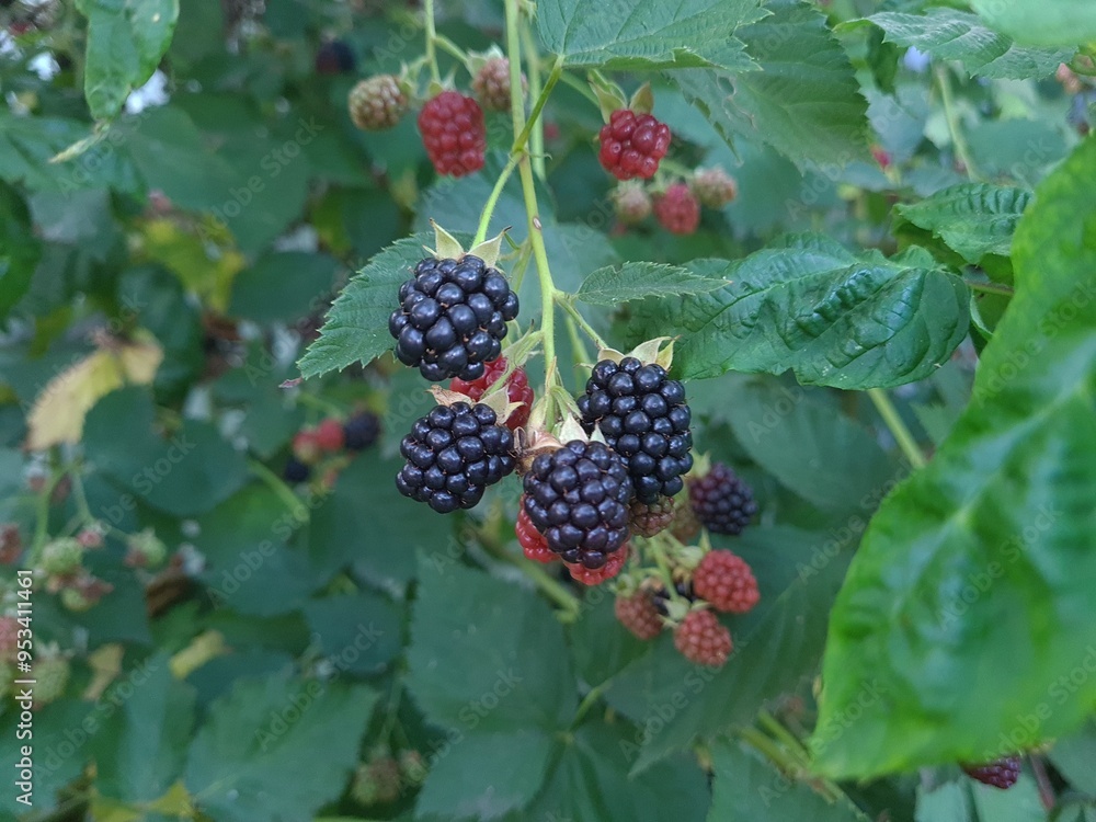 Fresh Blackberries: A Close-Up of Juicy Summer Berries
Fresh Blackberries: A Close-Up of Juicy Summer Berries