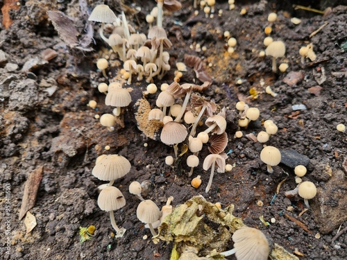 Mushrooms in the Garden: A Close-Up of Nature’s Fungi photo