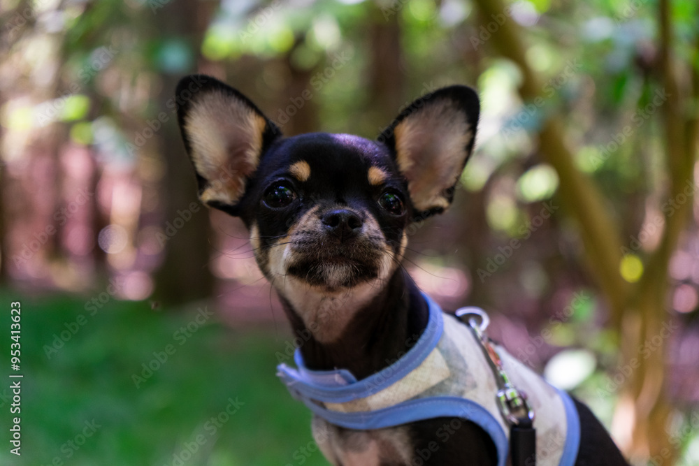 Diego the Chihuahua on his First Hike Diego the Chihuahua on his First Hike