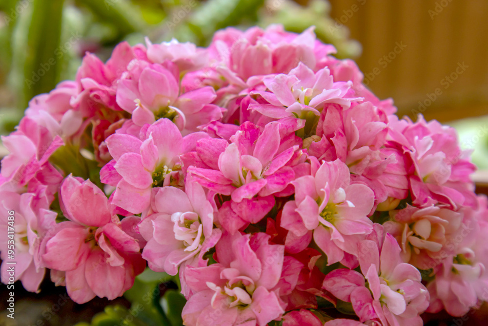 close up of pink flowers close up of pink flowers