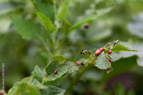 potato bush with colorado potato beetle larvae, copy space