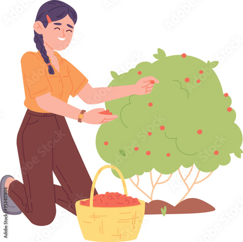 Girl picking berries from bush. Garden harvest illustration