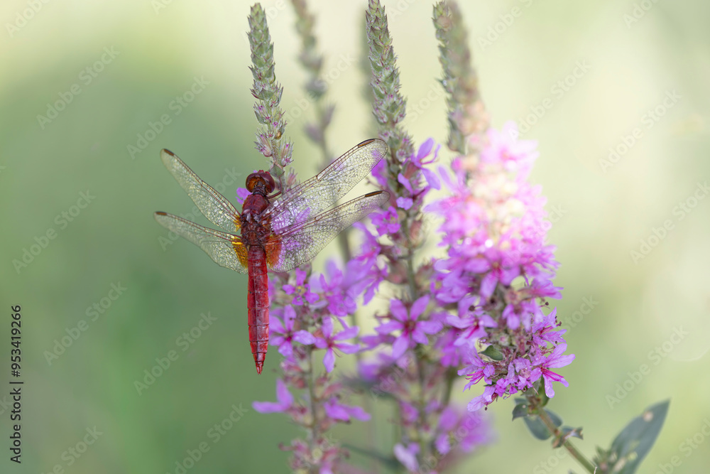 Crocothemis erythraea Scarlet dragonfly or broad scarlet in close-up Crocothemis erythraea Scarlet dragonfly or broad scarlet in close-up