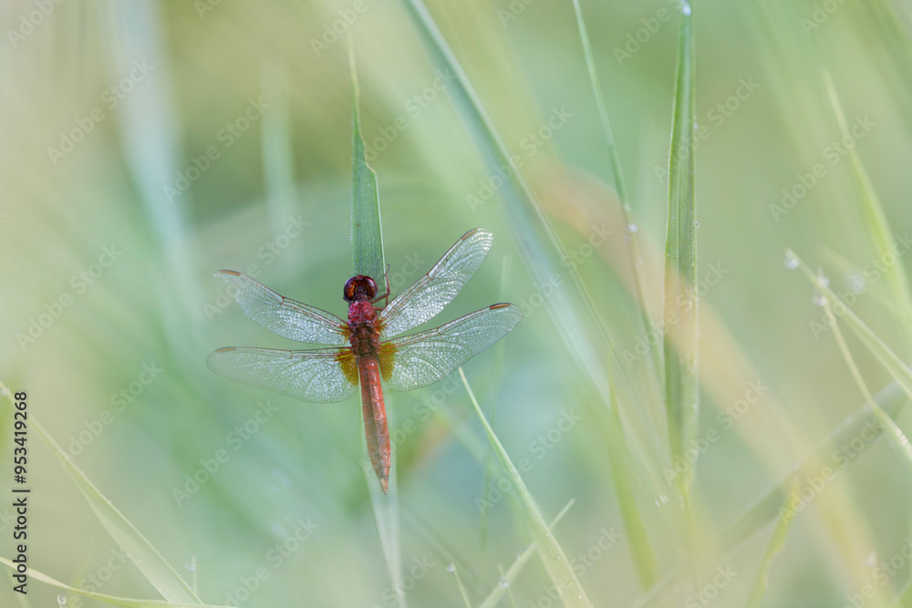 Crocothemis erythraea Scarlet dragonfly or broad scarlet in close-up Crocothemis erythraea Scarlet dragonfly or broad scarlet in close-up