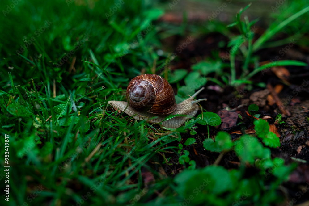 Wineyard Snail in Garden after Rain Wineyard Snail in Garden after Rain